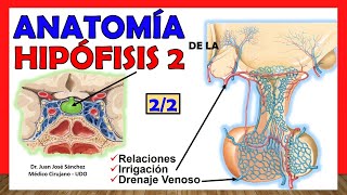 🥇 Anatomía de la HIPÓFISIS 22 Glándula Pituitaria ¡Explicación Sencilla [upl. by Powe775]