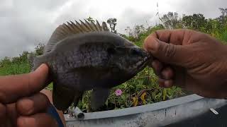 CRAPPIE FISHING Catch After Catch After Catch Live Minnows [upl. by Nivanod]