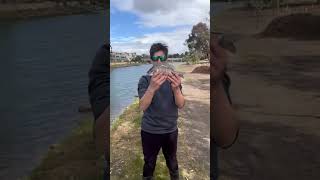 Maribyrnong River Fishing riverfishing fishing maribyrnongriverfishing southernblackbream [upl. by Stanly]