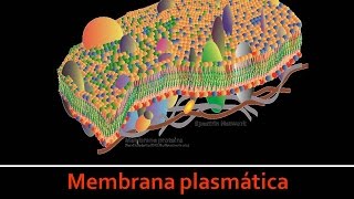 Membrana plasmática La célula parte 1 [upl. by Nissensohn589]