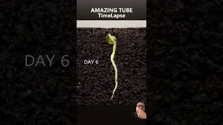 Pea  Time lapse seeds plants agriculture timelapse farming gardening [upl. by Issac370]