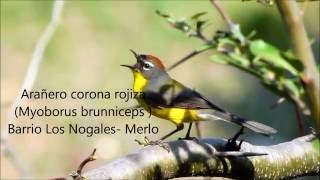 Arañero corona rojiza Myioborus brunniceps VOZ [upl. by Oalsinatse]