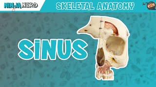 Sinus Skull Anatomy [upl. by Arahas643]