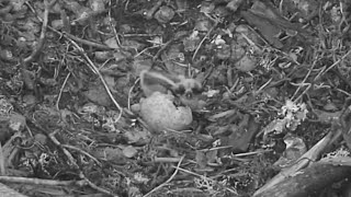 3 Sääksilive Osprey cam  PIP in egg  June 17 2024 [upl. by Dambro]