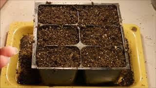 how to grow petunias from seed how to germinate petunia seeds how to sow petunia seeds [upl. by Notnroht]