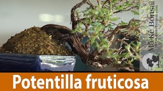 122 Potentilla fruticosa Bonsai Tree Care of a great Flowering Bonsai Trees for Beginners [upl. by Leuqcar]