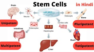 Stem Cells  Types  Unipotent  Multipotent  Pluripotent  Totipotent  in Hindi [upl. by Rance]