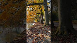 Mainau una isla al sur de Alemania [upl. by Wunder]