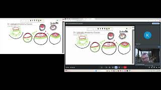 Embryology Simplified Notochord Formation Explained [upl. by Tonye]