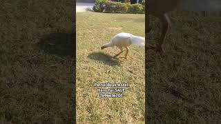 Parrot Beak Aseel Hens for SALE 7696616701 viralvideo birds parrotbeak chicken aseel shorts [upl. by Eedeed]