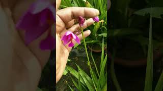 Ground orchid plant  shorts youtubeshorts groundorchid orchid orchidflower orchidplant [upl. by Almeeta]