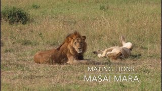 Mating lions in Masai Mara [upl. by Nerine]