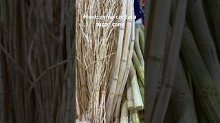 Houttuynia cordata sugar cane food streetfood [upl. by Aranat]