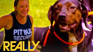 Adorable Rescue Dog Finds A Dog Bestie  Pit Bulls and Parolees [upl. by Cristie]