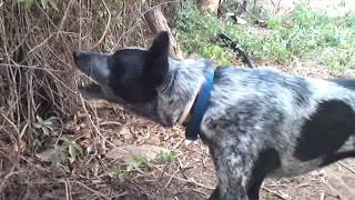 Dog vs Electric fence [upl. by Eittol347]