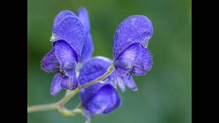 Amazing Blue Monkshood [upl. by Rosenquist540]