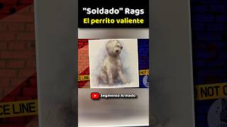 Un Soldadito de 4 patas ww1 historia perros [upl. by Dusza]