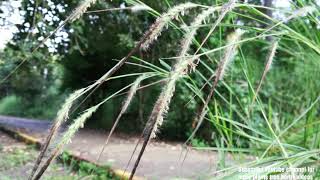 Heteropogon contortus Black Speargrass tanglehead grass tanglehead bunch speargrass [upl. by Frasch161]