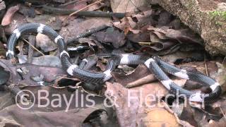 Sri Lankan Krait Sri Lanka 20110207092242mp4 [upl. by Ennaillij]