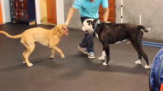 Dogue de Bordeaux puppy trying Agility Course for first time [upl. by Irelav]