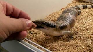 Western Bluetongue  Tiliqua Occipitalis hand feeding [upl. by Beckerman]