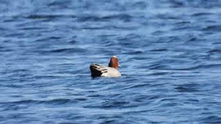 Eurasian Wigeon Fischione Anas penelope [upl. by Nydia322]