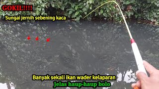 GOKILSUNGAI KECIL AIR JERNIH SEPERTI KACA BANYAK SEKALI IKAN WADER KELAPARANMANCING WADER BABON [upl. by Arit]