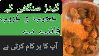 Gidar Singhi k Ajeebo Gareeb Faide  گدر سنگھی کے عجیب و غریب فاہدے [upl. by Griffiths740]