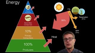 Energy Flow in Ecosystems [upl. by Darelle716]