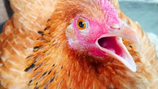 Chicken Sound Hen Video  Amazing Pets amp Animal [upl. by Josee]