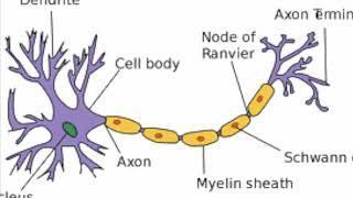 Types of Neuron [upl. by Levey463]