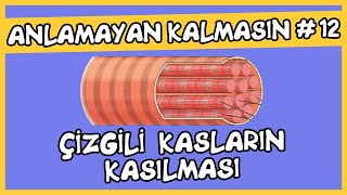 Anlamayan Kalmasın 12 Çizgili Kasların Kasılması [upl. by Idaline699]