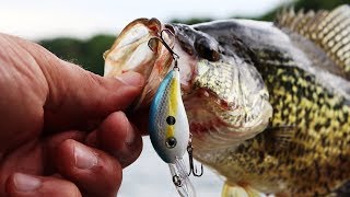 This MICRO Crankbait is AWESOME for Crappie  TINY Lure CHALLENGE [upl. by Albertson]