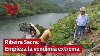 🍇 Ribeira Sacra empieza la vendimia extrema [upl. by Sirtaeb272]