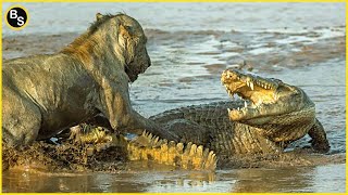 The Greatest Battle In The Animal Kingdom  Lion VS Crocodile [upl. by Kered636]