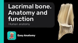 Lacrimal bone Anatomy amp Function [upl. by Arayc]