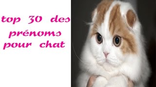 top 30 des prénoms pour chat [upl. by Yeliac]