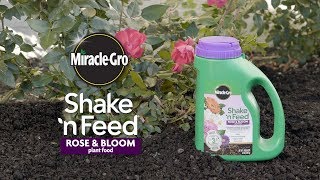 How to Use MiracleGro® Shake n Feed® Rose amp Bloom Plant Food [upl. by Latrell]