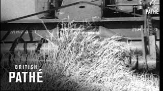 Wheat Harvest Canadian Film Board 1952 [upl. by Martens]