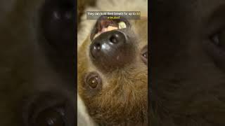 Incredible Sloth Facts The Slow Life of Nature’s Cutest Animals animals sloth slothfacts [upl. by Addam5]