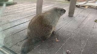 Woodchucks in Rhinebeck [upl. by Weyermann428]