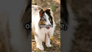 The Energetic Shetland Sheepdog pets pawsandwhiskers dog [upl. by Alimac]