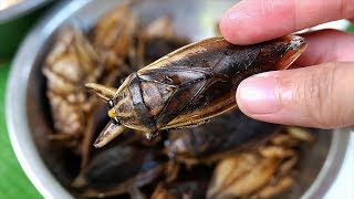 Thai Food  GIANT WATER BUGS Alligator Gar Noodle Balls Bangkok Seafood Thailand [upl. by Orabelle]