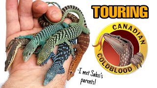 INCREDIBLE REPTILE FACILITY TOUR  CANADIAN COLDBLOOD  Monitor lizards Geckos and more [upl. by Orwin]