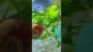 My snail eating food 😊 aquarium guppy snail aquascape fish nature fishkeeping fishtank [upl. by Bette-Ann318]