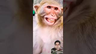 Bhaiyon kitni Hansi a rahi hai Bandar ko funny monkey comedy animals cute [upl. by Tildi]