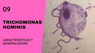 Trichomonas hominis 90  Parasitología  Tricomoniasis  Flagelados [upl. by Adnouqal913]