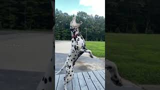 Animal Transformation💥 short tiktok animals [upl. by Gregg]