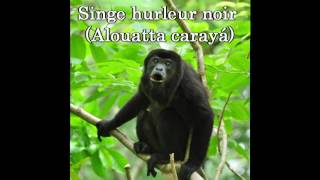 Singe Hurleur Alouatta Carayá [upl. by Amikay]