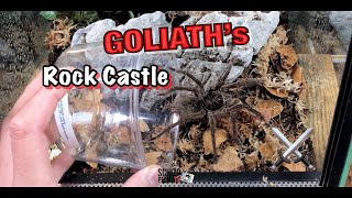 Goliath birdeater tarantula bioactive enclosure [upl. by Ehrenberg]